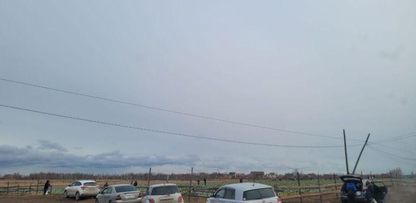 Простил ли Артур Эм воришек капусты?