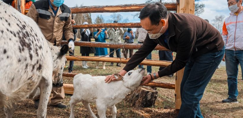 В Якутии поддержка сельского хозяйства выросла на 6 миллиардов, а поголовье скота сократилось на 13,4%
