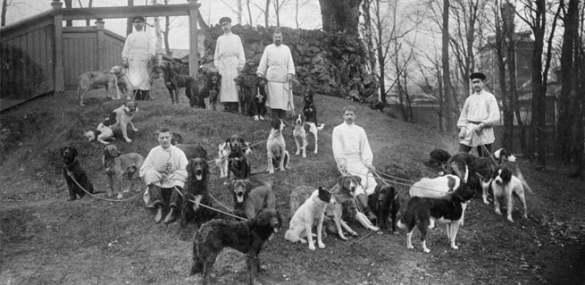 Исторический факт. Страдали ли собаки Павлова во время опытов?