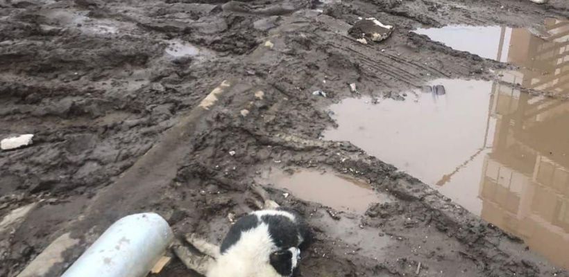 В Якутске на улице, названной в память об Александре Захарченко, убило током собаку