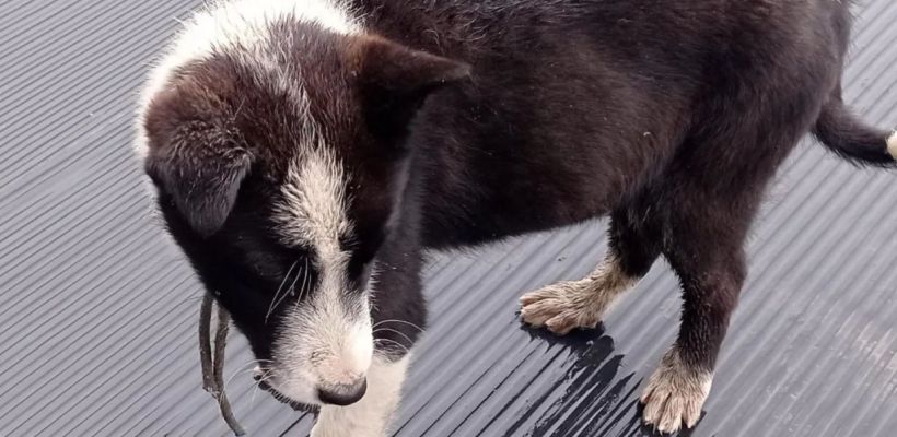 В Якутске молодежь проводит благотворительный концерт в пользу бездомных собак