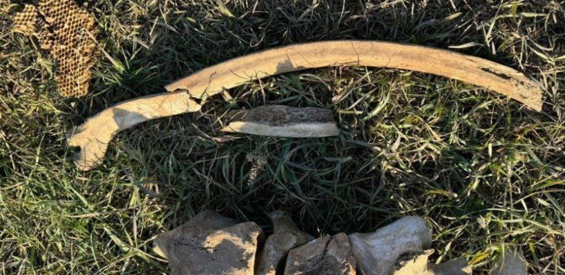 Житель Чурапчинского улуса нашел останки древних животных