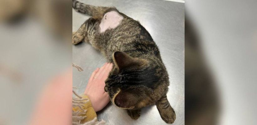 В Якутске возбуждено уголовное дело по факту жестокого обращения с животным