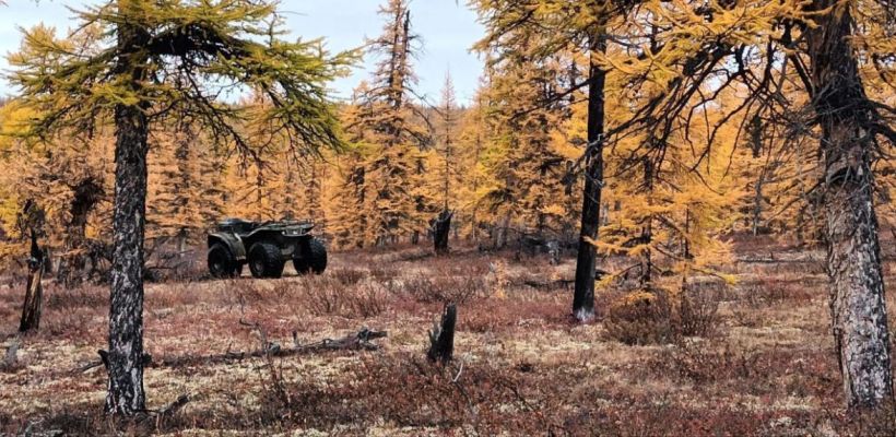 Медведь насмерть задрал мужчину в Усть-Майском улусе. Зверь закопал тело прямо в охотничьей избушке