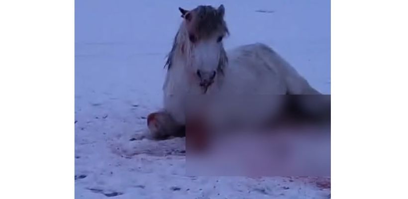 Лошади, которую покусали собаки, оказали помощь