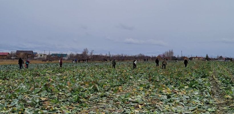 Поля фермера Артура Эм разворовали халявщики: «Мы не раздаем овощи даром!»