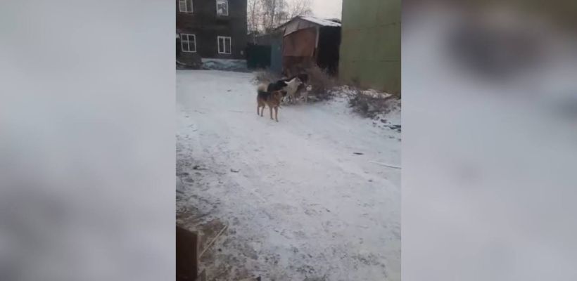 В Якутске управа Строительного округа о бездомных собаках: мы не ловим собак, обращайтесь в ЕДДС