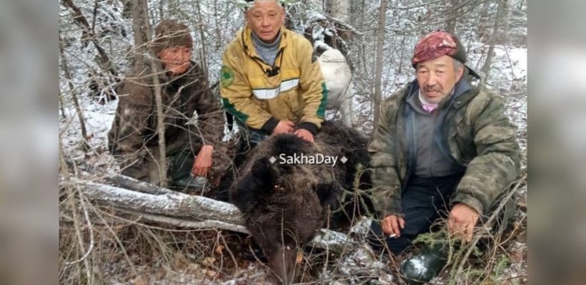 Медведя, насмерть задравшего человека в Усть-Майском улусе, застрелили. Охотники поджидали его у избушки и не прогадали — зверь вернулся