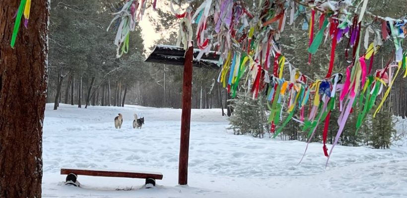 Мэр Якутска призвал усилить меры по отлову собак в связи с трагедией в Казани