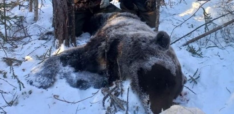 4 главные причины, почему медведь становится шатуном