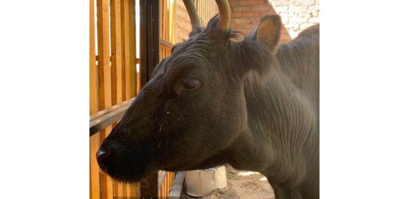 Куда пропала якутская корова Сахая из Ленинградского зоопарка?