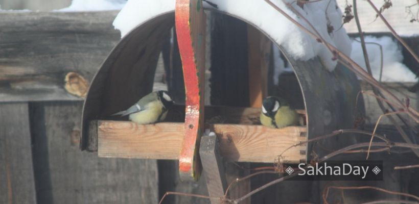 В Центральной Якутии зимуют четыре разные синицы: «Эти крохи переносят наши морозы!»