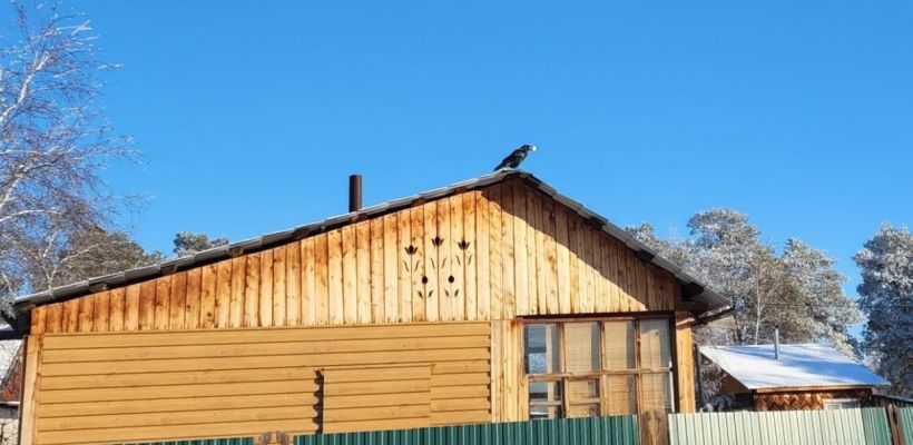 "Суперспособности ворона и тетерева": Как птицы Якутии выживают зимой?