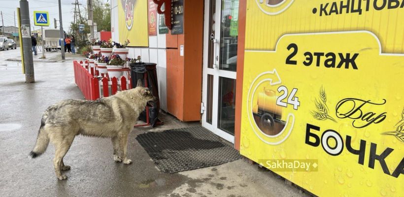 В Якутии владельцев, выгуливающих собак без намордника, будут штрафовать до 20 тысяч рублей
