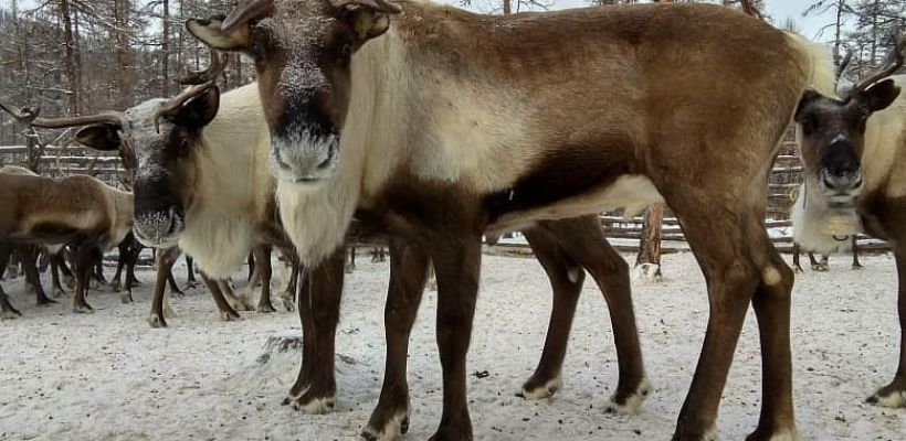 В Якутии дикие олени "похищают" домашних сородичей