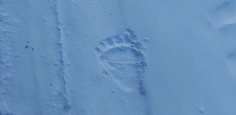 Три медведя-шатуна уничтожены в Якутии. Ученые выяснят причины аномального поведения косолапых