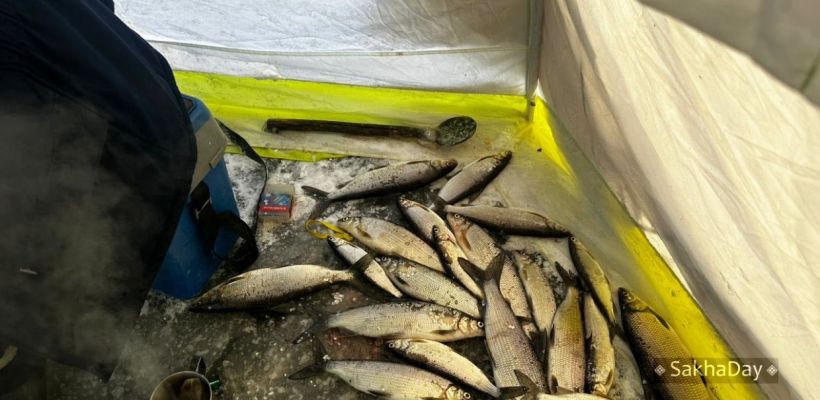 В Жиганске ждут начала традиционной подледной ловли ряпушки. Почему дорожает рыба в Якутии?