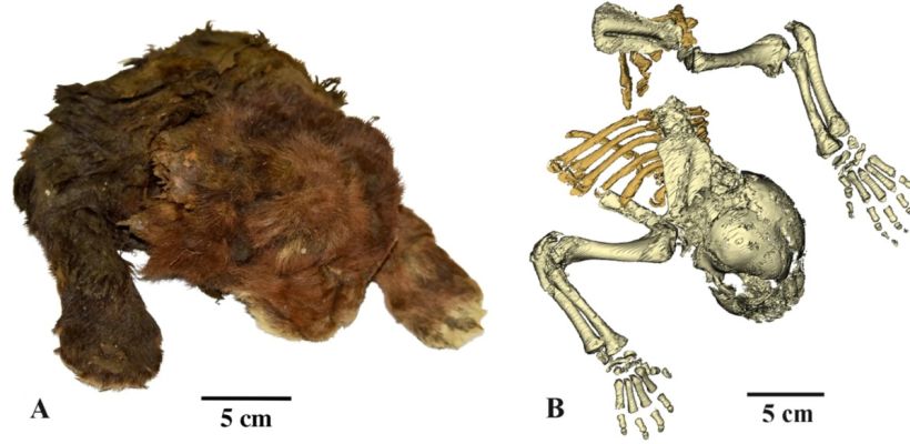 В Якутии впервые нашли котенка саблезубой кошки. Он жил 35 000 лет назад