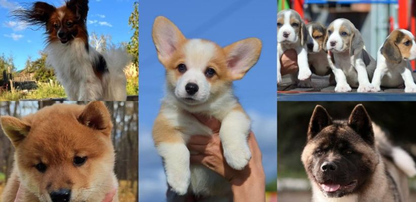 Топ-7 самых дорогих пород собак на продажу в Якутске. Разбираем плюсы и минусы породистых псов