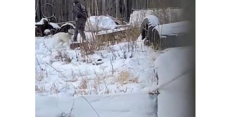 Полиция установила личность мужчины, бьющего собаку на привязи