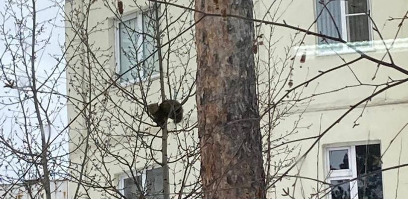 В Нерюнгри фотограф разыскивает соболя