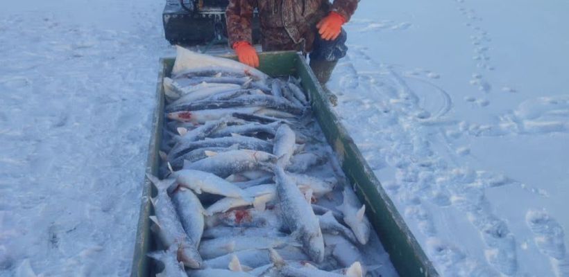 В низовьях Лены в Якутии идет вылов ряпушки и омуля