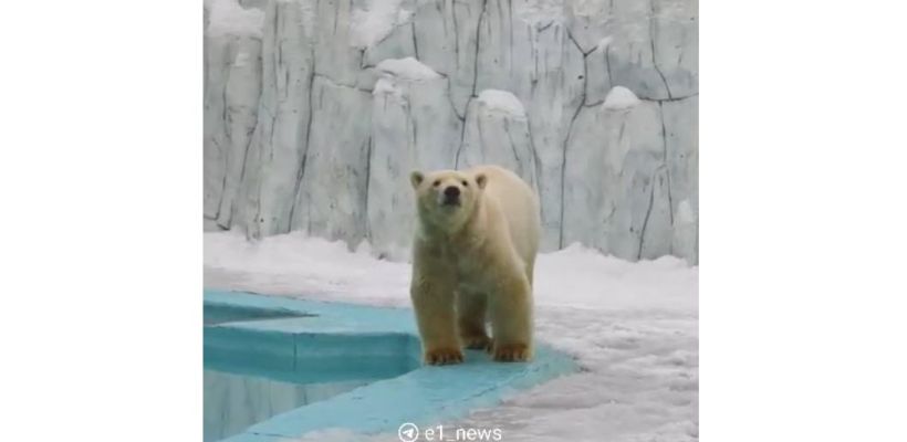 Малыш Вилюй тяжело переносит разлуку с мамой и сестрой. Жители Екатеринбурга переживают за медвежонка