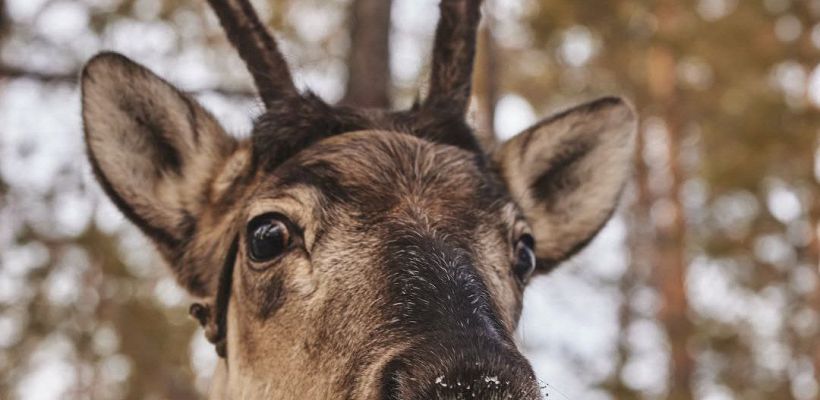 "Олень – символ грации и силы, а не обзывательство на дорогах"
