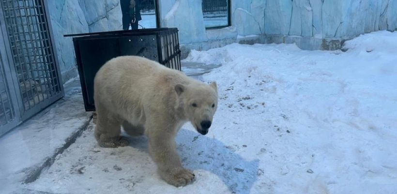 В Екатеринбурге поселился опасный зверь. Он прилетел из Якутии