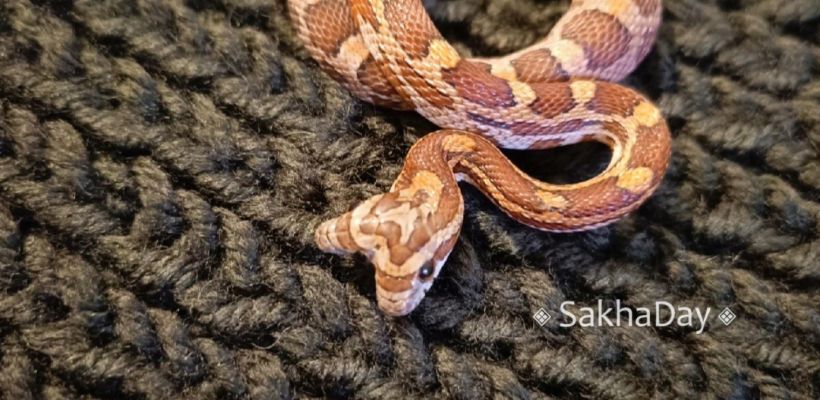 В Якутске двухголового символа 2025 года продают за 150 тысяч рублей