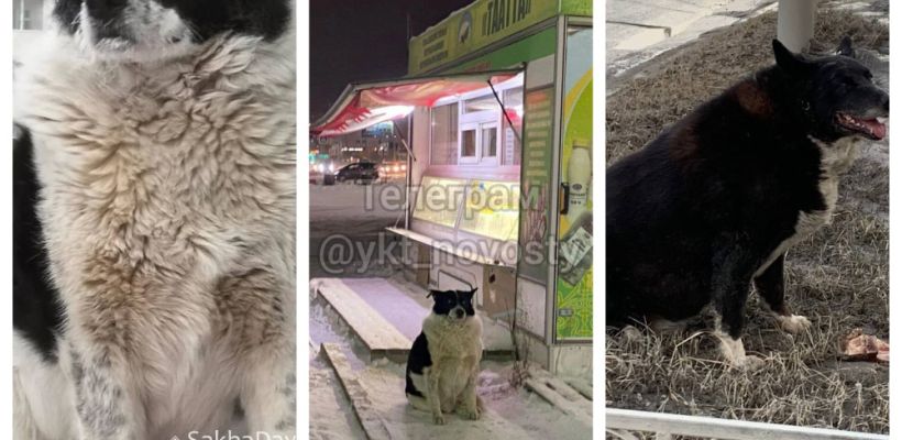 Жители Якутска обеспокоены здоровьем пухлой собаки