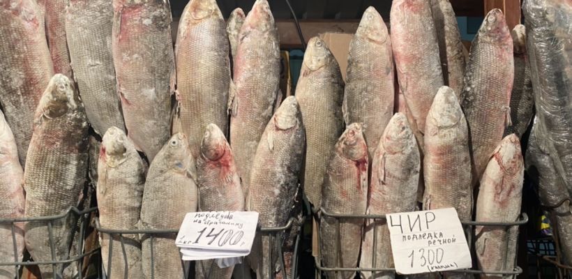 Якутский рыбак рассказал, почему нужно выбирать чир с кровью на жабрах и с толстым хвостом