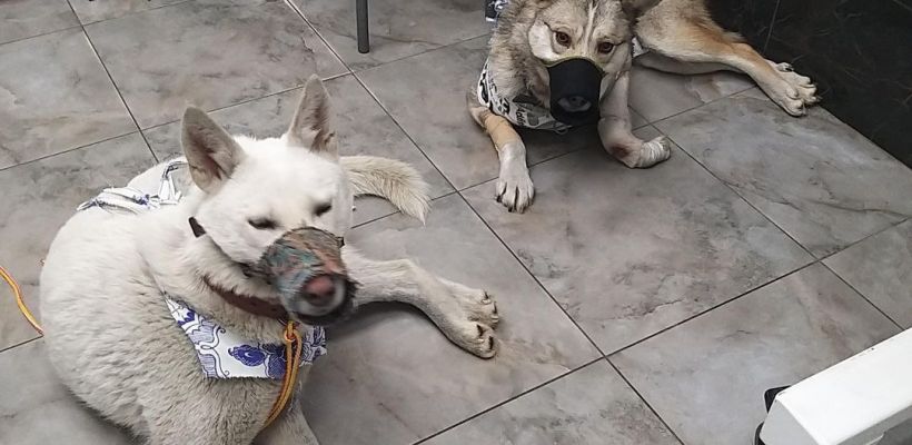 Кто придет на помощь питомцам ночью в Якутске? Единственная клиника планирует прекратить работу в ночное время