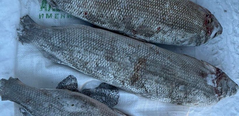 Фотофакт: За три рыбки на Крестьянском рынке жительница Якутска заплатила более 20 тысяч рублей!