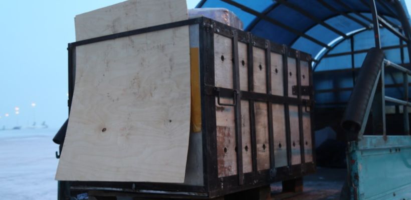 «До свидания, наш ласковый мишка…». Якутский медвежонок Вилюй переехал в зоопарк Екатеринбурга