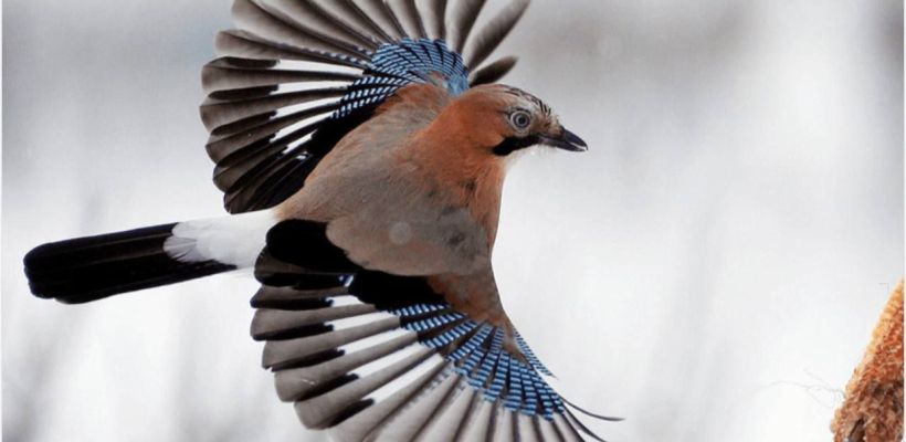 Сегодня сойкин день