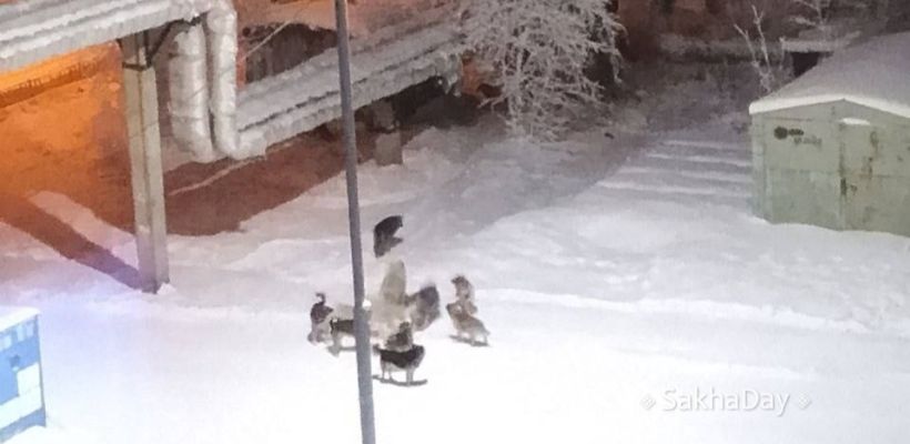 В Гагаринском округе Якутска выловили стаю агрессивных собак