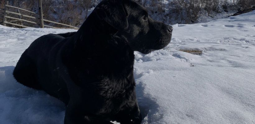 Фейерверки – испытание для владельцев собак. Как не потерять питомца?