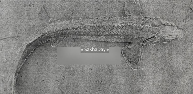 Якутянин получил 3 года колонии строгого режима за вылов одного осетра