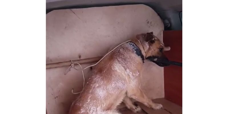 В Якутске  на ребенка напала собака