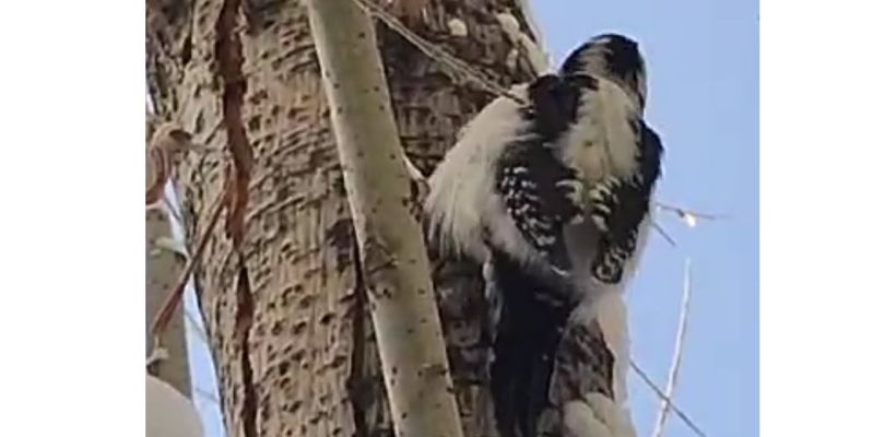 Лесной гость: в центре Якутска появился дятел