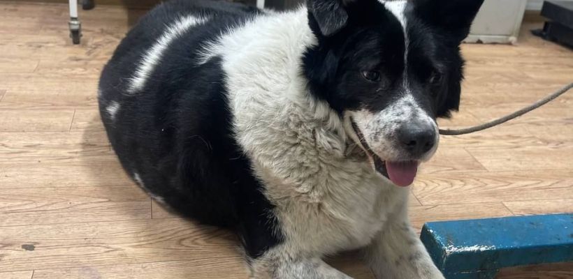 Фотофакт: Любимец горожан пес Толстый пойман!