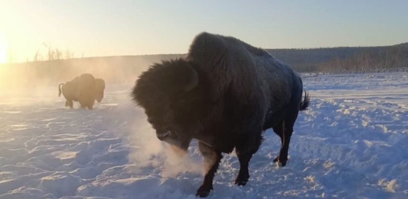 Бизоны «Усть-Буотамы» – чем не Быки холода? Им не страшен мороз –50 °С