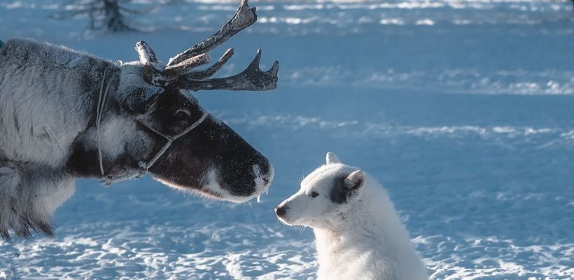 "Вернуться в Якутию хочется даже просто ради саха ыта"
