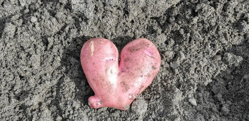 Насколько подорожал картофель в Якутске?