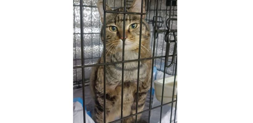 В Якутске мужчина, которого обвинили в издевательствах над животным, остался безнаказанным: кот умер от побоев!