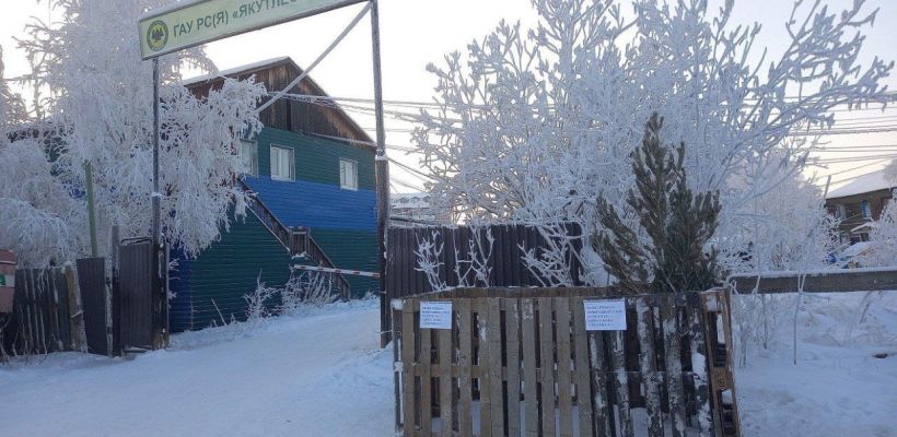 В Якутске работает пункт сбора новогодних елей