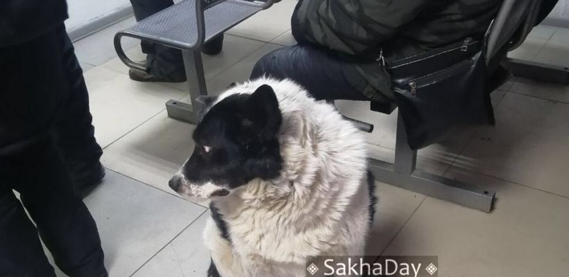 "Свободу Толстому!". Якутяне просят отпустить легендарную собаку, которую отправили в пункт передержки