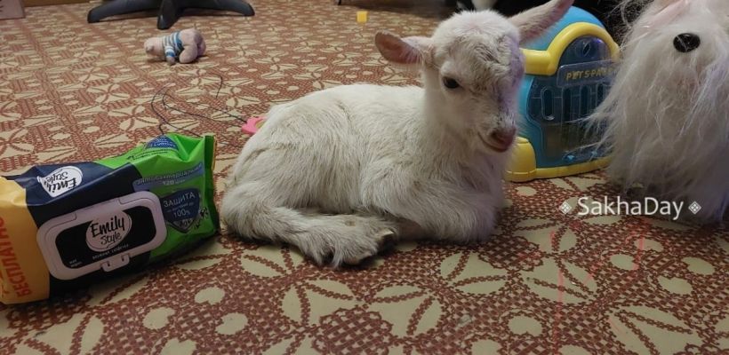В Горном улусе козленок живет дома как ребенок