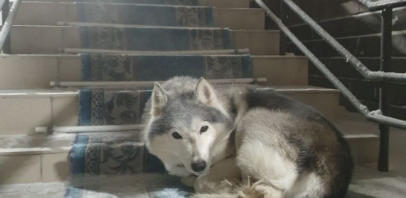 Путин поручил создать центр компетенций по ответственному обращению с животными